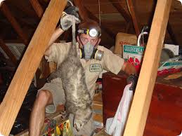 dead opossum below attic floorboards