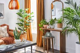 how to arrange plants in a living room