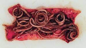 roundworms missouri department of