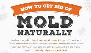 top 3 ways to get rid of carpet mould