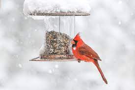 feeding birds in winter the dos and