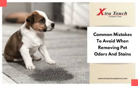 removing pet odors and stains