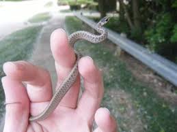Never known to bite humans, it makes its living by eating. Baby Garter Snake 02 By Manitouwolf On Deviantart Baby Garter Snake Snake Garter