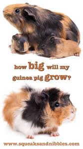 How Big Do Guinea Pigs Get A Guinea Pig Size Guide
