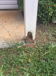 Subterranean Termite Control Home