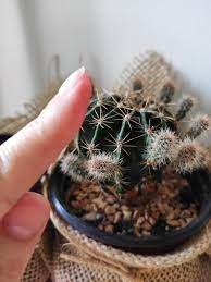 76% tweezing no extra irritation from this timeless of spines removed classic. Diy Gardening Tips How To Remove Cactus Needles Embedded In Skin Homify