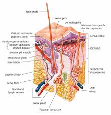 Human Skin Wikipedia