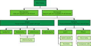 Plant Tissues Plant And Animal Tissues Siyavula