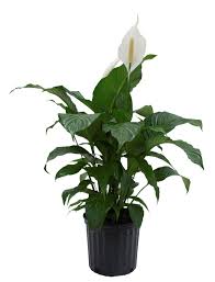 white peace lily house plant