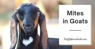 mites in goats