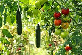 Organic Backyard Vegetable Gardening