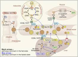 lipids lysosomes and autophagy