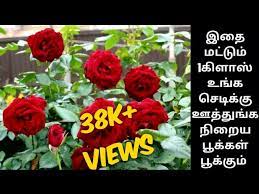 Gardening Tips Rose Plant