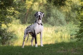 Great Dane Dog Breed Info Pictures