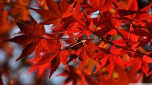 red anese maple leaves ultra hd