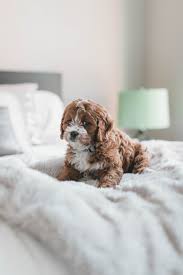 This little guy is half cavalier king charles. 11 Pros And 11 Cons Of Cavapoo Puppies Breed