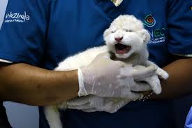 venezuela zoo welcomes three white lion