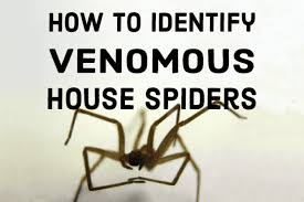 How To Identify Venomous House Spiders