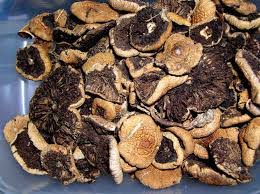 Magic truffles are also known as sclerotia atlantis or philosopher's stones. Psilocybe Azurescens Buy Magic Truffles Usa With Credit Card