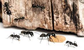 how to get rid of ants kitchen homeepilot
