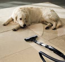 how to get dog hair out of carpets