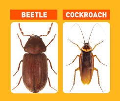 roach vs beetle differences how