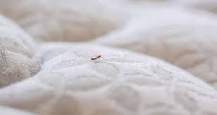 Can Bed Bugs Live On Air Mattress Our