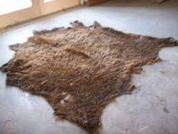 beautiful tanned montana buffalo hide