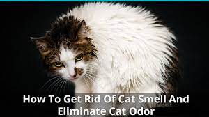 stinky cat odor smell