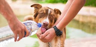 He doesn't drink old water. How To Get Your Dog To Drink More Water Daily Dog Stuff