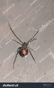 Black Widow Spider Common Venomous Spider Stock Photo Edit