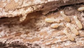 what are subterranean termites