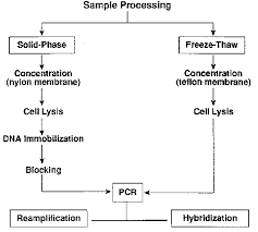 diagram of cell lysis protocols