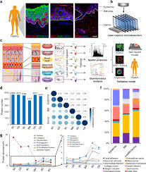 Spatially Resolved Proteomic Map Shows