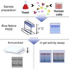 protocol for the ysis of yeast and