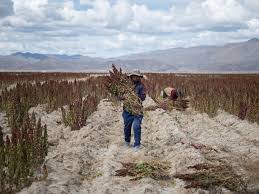 una fuerte sequía golpea a bolivia mi