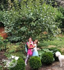 In spring, they provide colorful pink blossoms followed by juicy yellow fruits in the summer. Landscape Design Can Be Done With Portland Dwarf Apple Trees