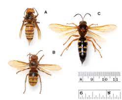 asian giant hornet s and gardening q a