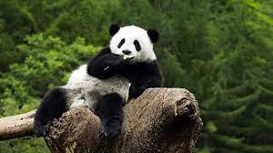 1920x1080 Relaxed Panda desktop PC and ...