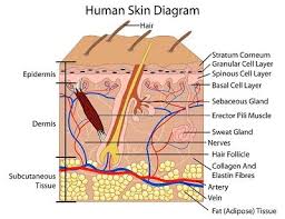 Diagram Of The Human Skin Layers In 2019 Skin Structure