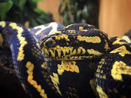 carpet python jensen s reptiles