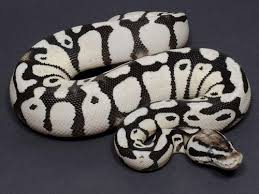 30 Beautiful Ball Python Morphs Colors With Pictures