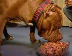 Pit Bull Puppy Eating Schedule Goldenacresdogs Com