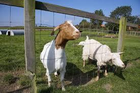 Best Goat Breeds To Raise For Meat