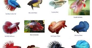 Hasil gambar untuk makanan ikan cupang