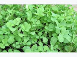 Fenugreek (trigonella foenum graecum) is a seed product from the legume family that is commonly sold, since the dried, ripe seed and treatment. Fenugreek Cultivation Information Guide