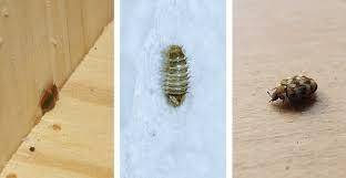 carpet beetles and bed bugs