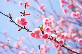 color free wallpapers pink blossoms