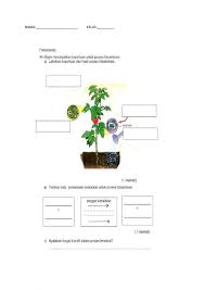 Dalam proses fotosintesis terdapat bagian tanaman yang sangat penting dalam mendukung proses tersebut. Ficha Online De Fotosintesis Para 4