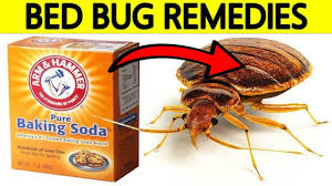 bed bugs at home using home remes